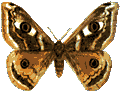 Emperor
moth