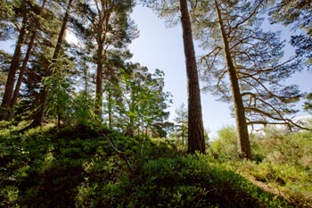 Scots Pines in Anagach woodland