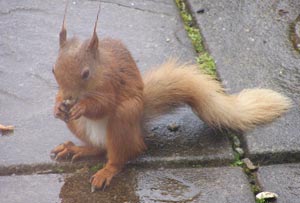 A damp red squirrel