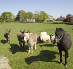 Donkeys sheep and pony