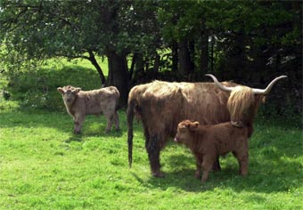 Highland cow and calves
